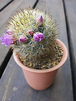 セリア、100均の観葉植物育ててる方☆