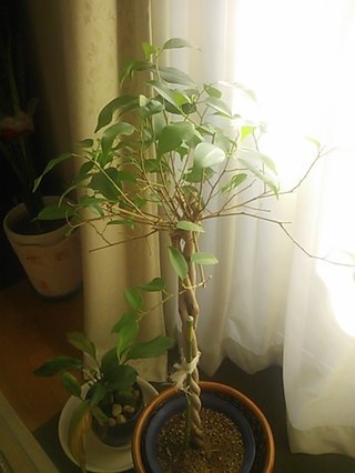 セリア、100均の観葉植物育ててる方☆