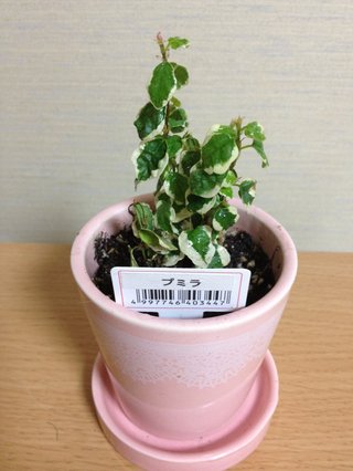 セリア、100均の観葉植物育ててる方☆