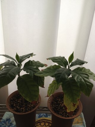 セリア、100均の観葉植物育ててる方☆