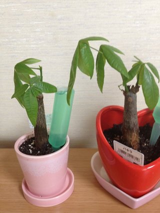 セリア、100均の観葉植物育ててる方☆