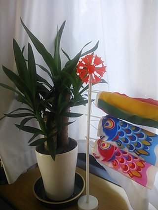 セリア、100均の観葉植物育ててる方☆