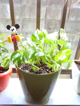 セリア、100均の観葉植物育ててる方☆