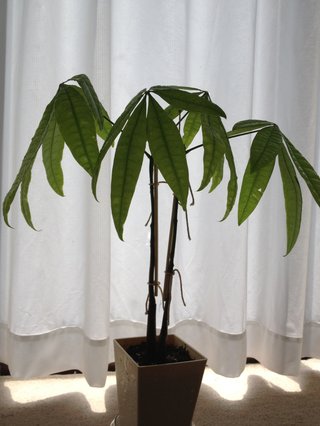 セリア、100均の観葉植物育ててる方☆