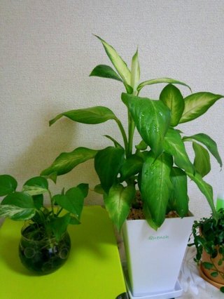 セリア、100均の観葉植物育ててる方☆