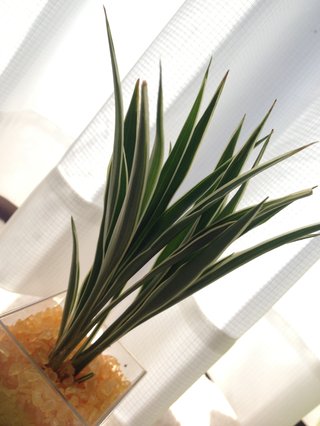 セリア、100均の観葉植物育ててる方☆