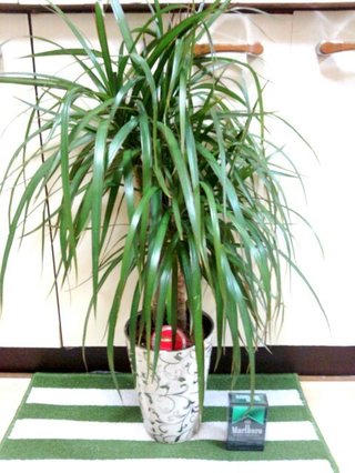 セリア、100均の観葉植物育ててる方☆