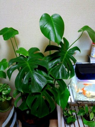 セリア、100均の観葉植物育ててる方☆