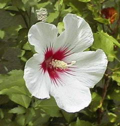 日本訪問の外国人