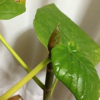 セリア、100均の観葉植物育ててる方☆