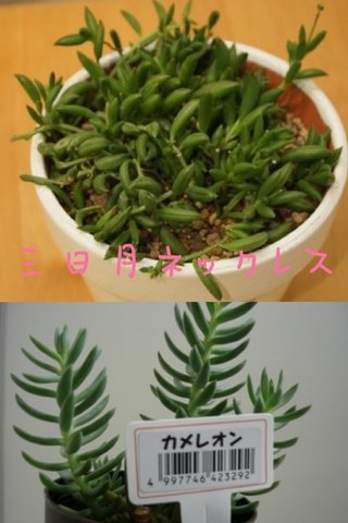セリア、100均の観葉植物育ててる方☆