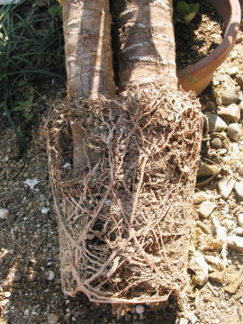 セリア、100均の観葉植物育ててる方☆