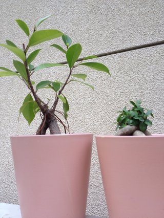 セリア、100均の観葉植物育ててる方☆