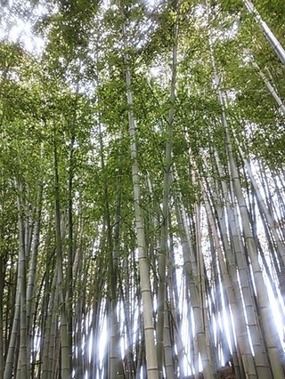 セリア、100均の観葉植物育ててる方☆