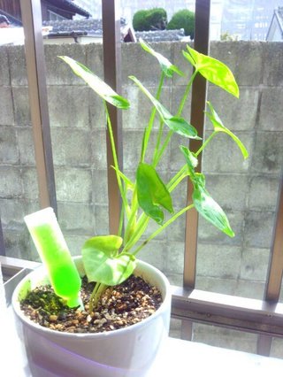 セリア、100均の観葉植物育ててる方☆