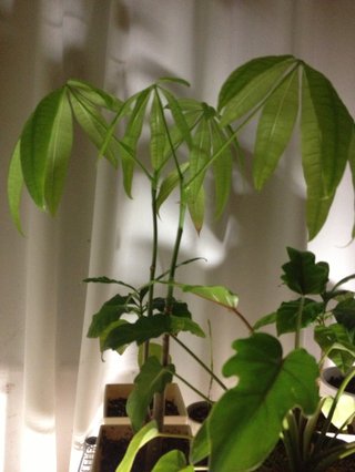 セリア、100均の観葉植物育ててる方☆