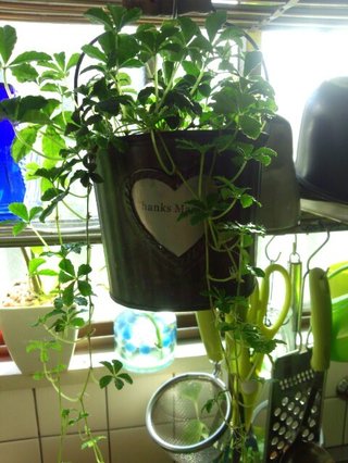 セリア、100均の観葉植物育ててる方☆