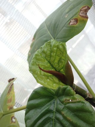 セリア、100均の観葉植物育ててる方☆