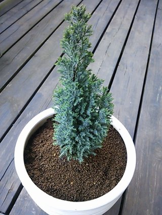 セリア、100均の観葉植物育ててる方☆