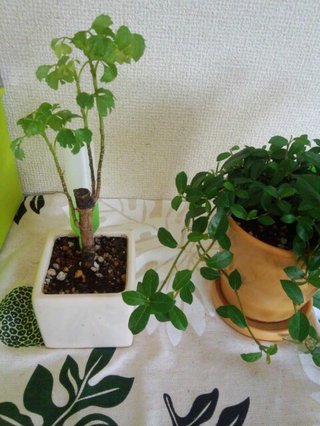 セリア、100均の観葉植物育ててる方☆