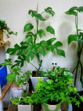 セリア、100均の観葉植物育ててる方☆
