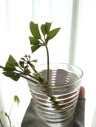セリア、100均の観葉植物育ててる方☆