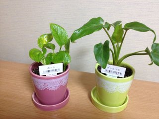 セリア、100均の観葉植物育ててる方☆