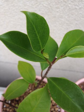 セリア、100均の観葉植物育ててる方☆