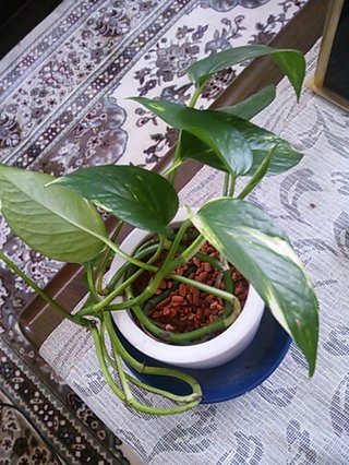 セリア、100均の観葉植物育ててる方☆