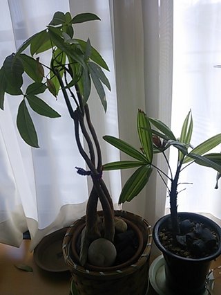 セリア、100均の観葉植物育ててる方☆