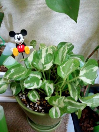 セリア、100均の観葉植物育ててる方☆