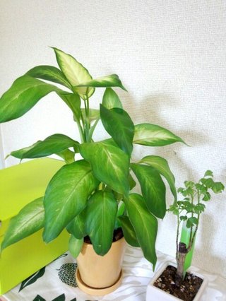 セリア、100均の観葉植物育ててる方☆