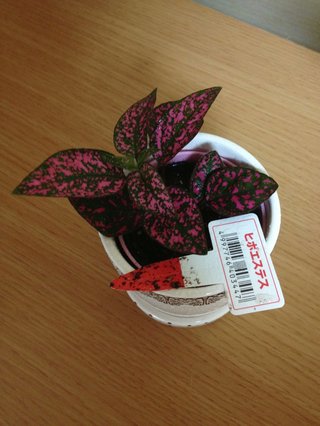 セリア、100均の観葉植物育ててる方☆