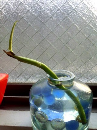 セリア、100均の観葉植物育ててる方☆