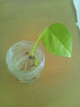 セリア、100均の観葉植物育ててる方☆