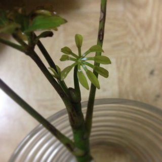 セリア、100均の観葉植物育ててる方☆