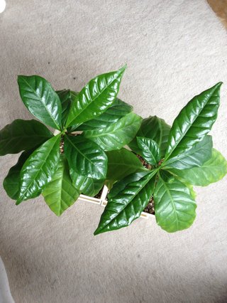 セリア、100均の観葉植物育ててる方☆