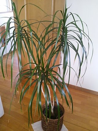 セリア、100均の観葉植物育ててる方☆