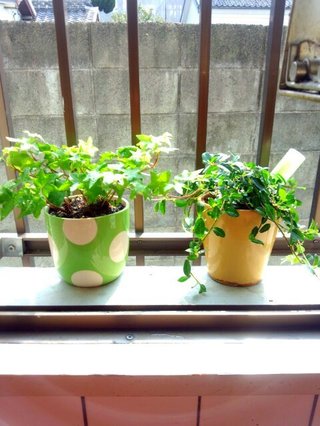 セリア、100均の観葉植物育ててる方☆