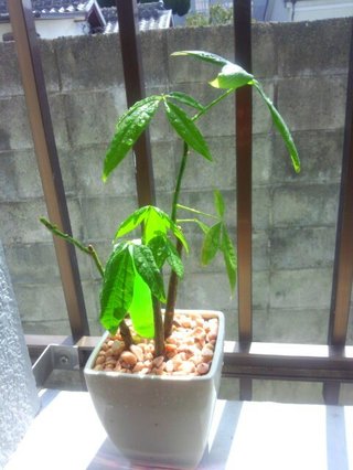 セリア、100均の観葉植物育ててる方☆