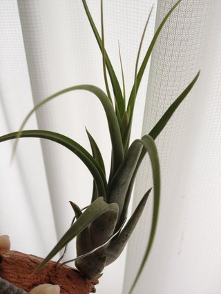 セリア、100均の観葉植物育ててる方☆