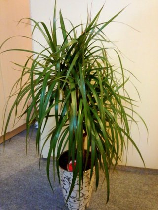 セリア、100均の観葉植物育ててる方☆