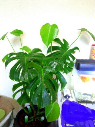 セリア、100均の観葉植物育ててる方☆