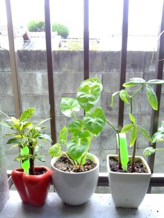 セリア、100均の観葉植物育ててる方☆