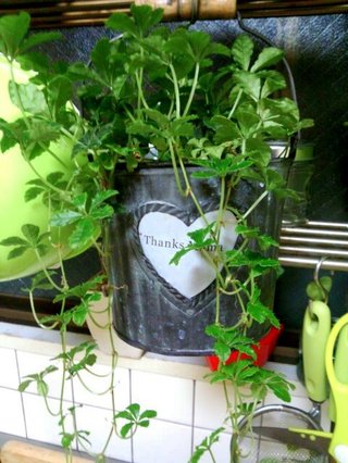 セリア、100均の観葉植物育ててる方☆