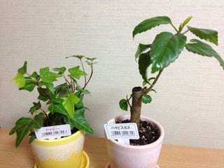 セリア、100均の観葉植物育ててる方☆