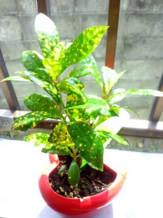 セリア、100均の観葉植物育ててる方☆