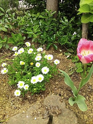 セリア、100均の観葉植物育ててる方☆