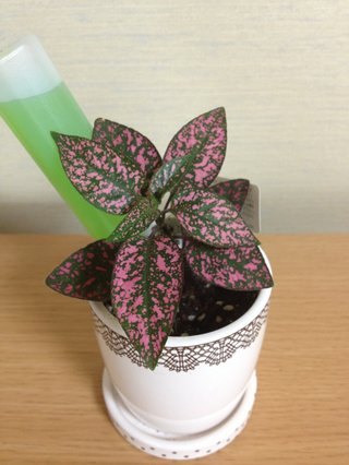 セリア、100均の観葉植物育ててる方☆
