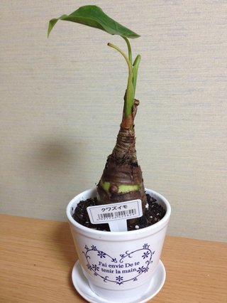 セリア、100均の観葉植物育ててる方☆